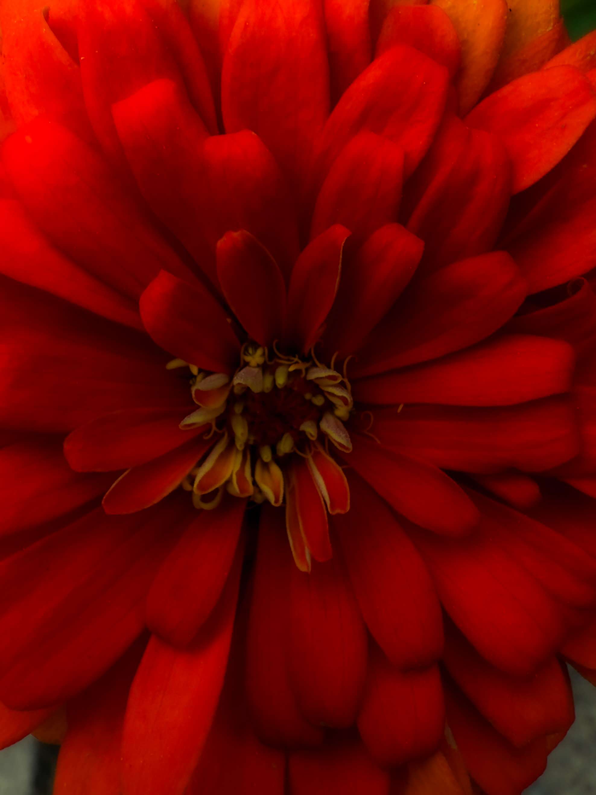 Orange Petals Upon Petals