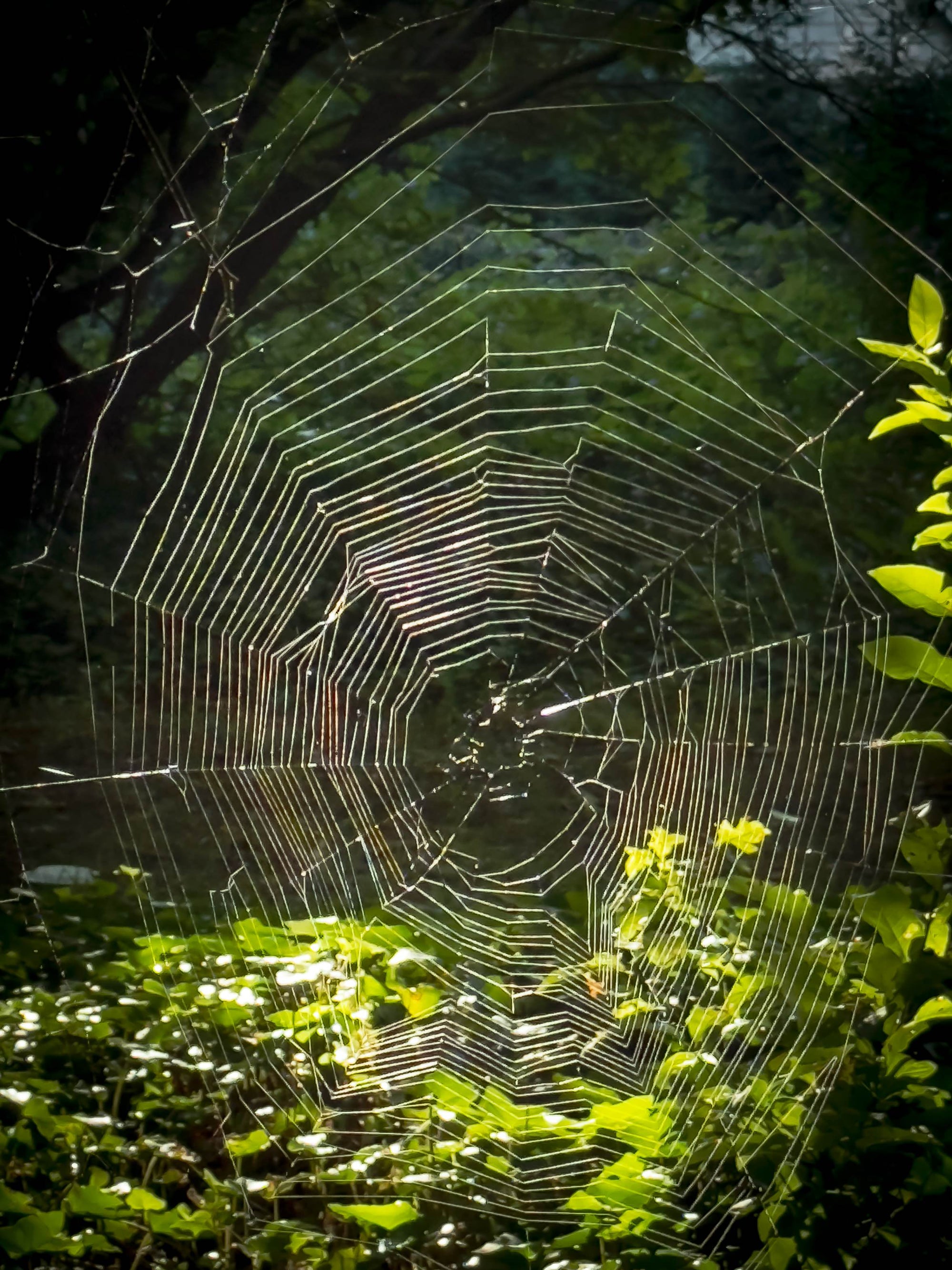 What a Tangled Web