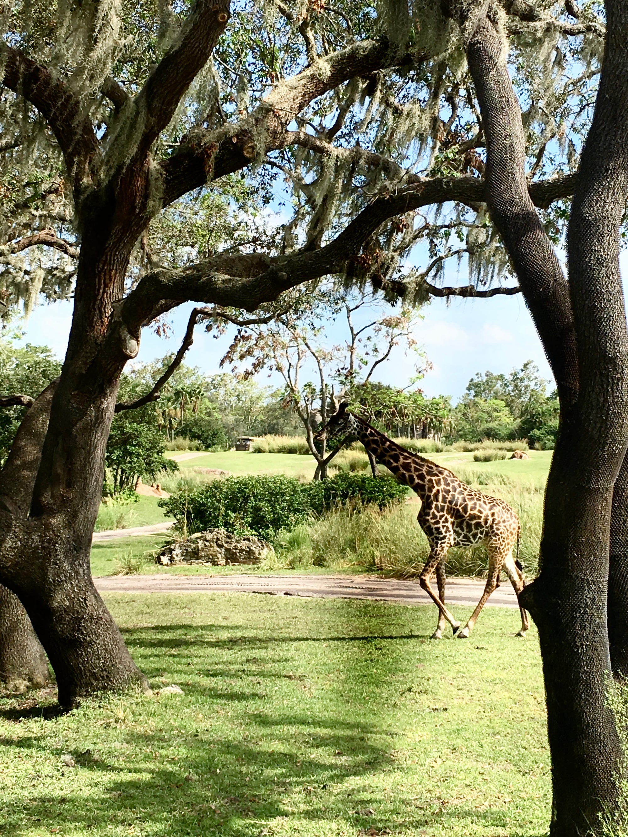 Long-necked Beauty
