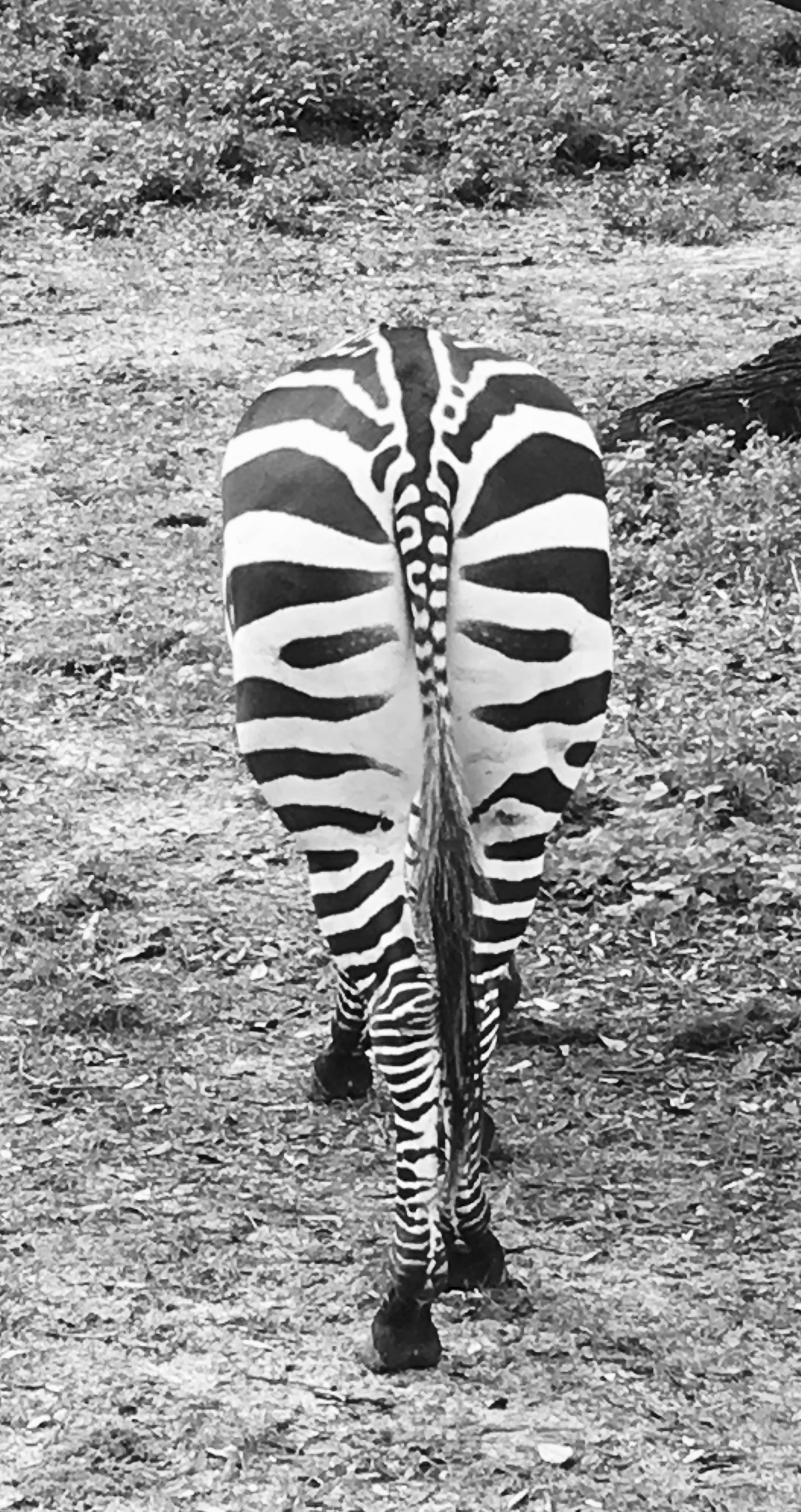 Striped Ass