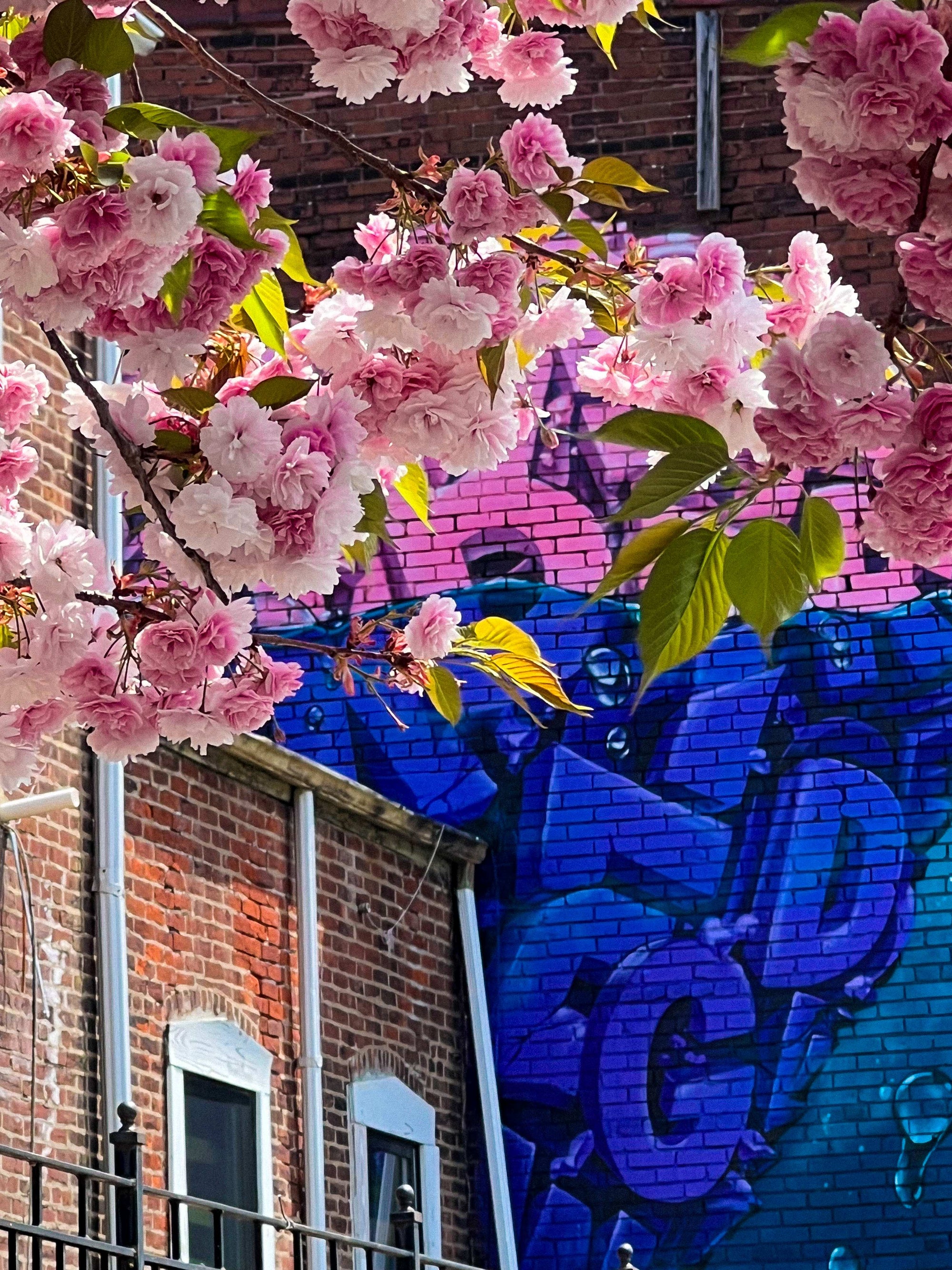 Amora Flora Framed in Flowers