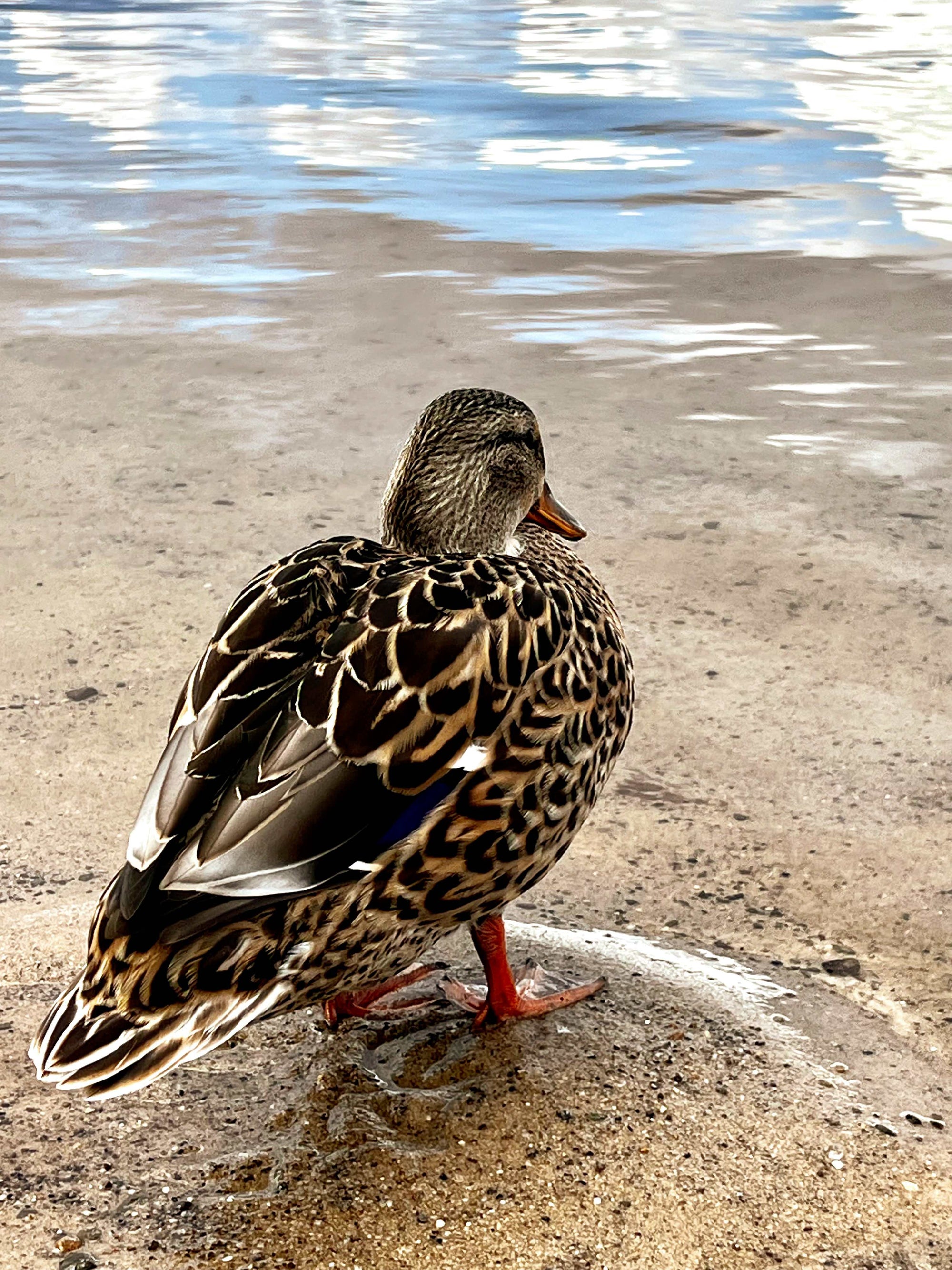 Puffed on the Beach