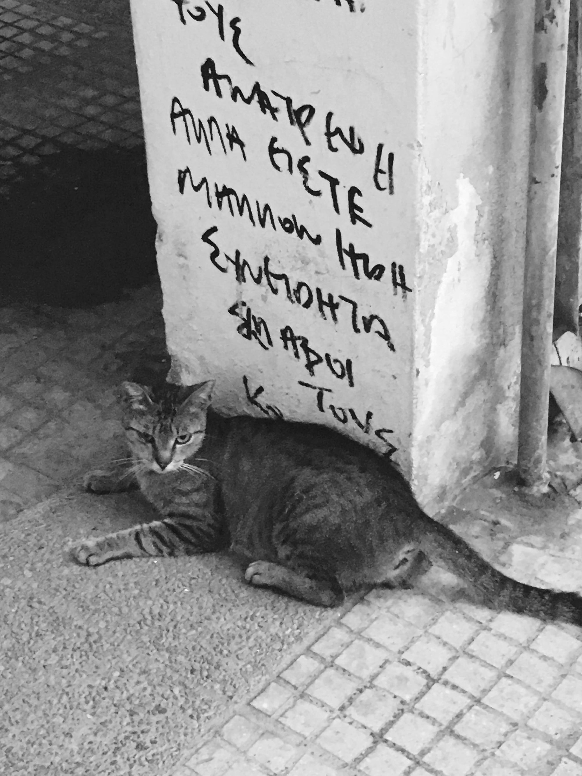 Street Cat