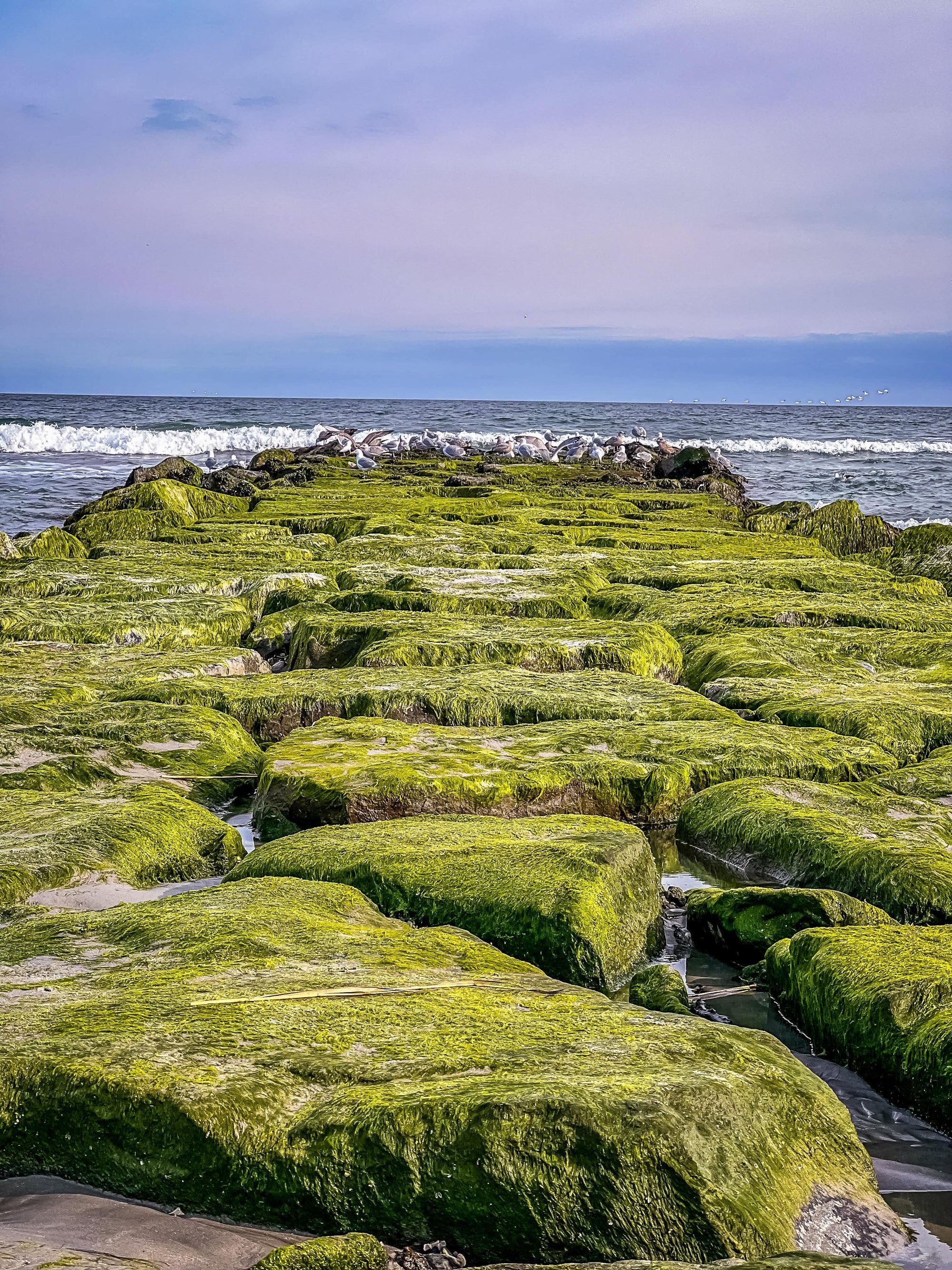 Cape May Greenery