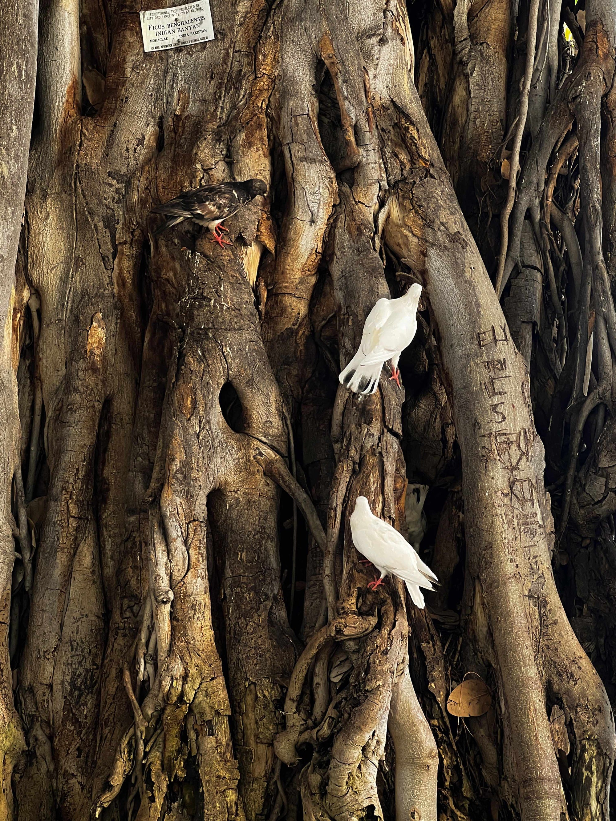 Three Little Birdies