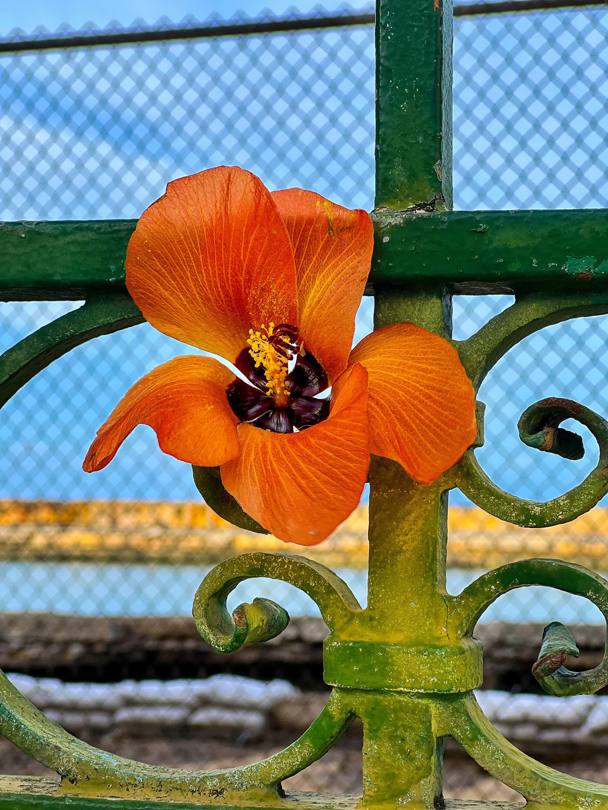 Dressed up Fence