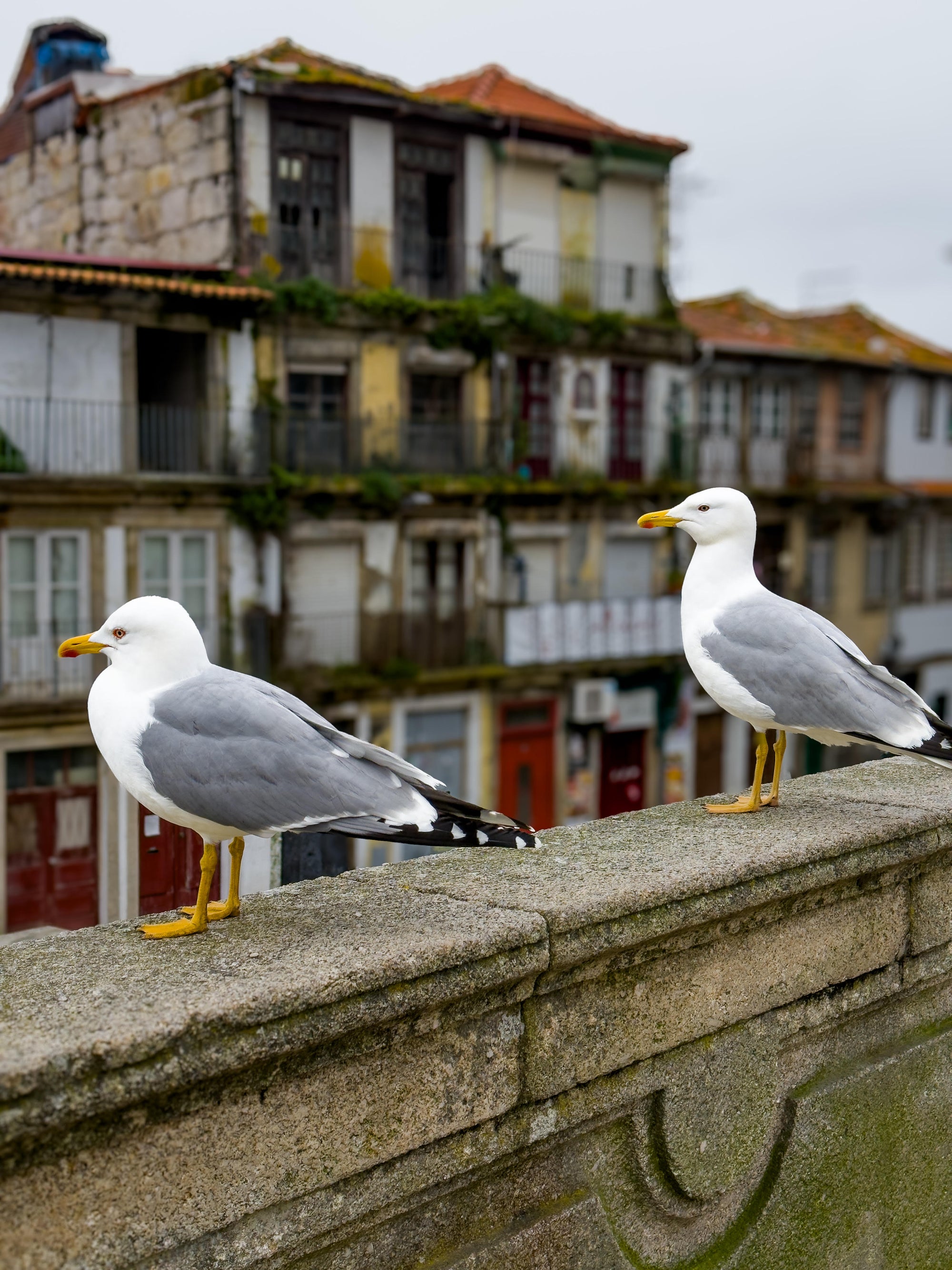 Perched on High