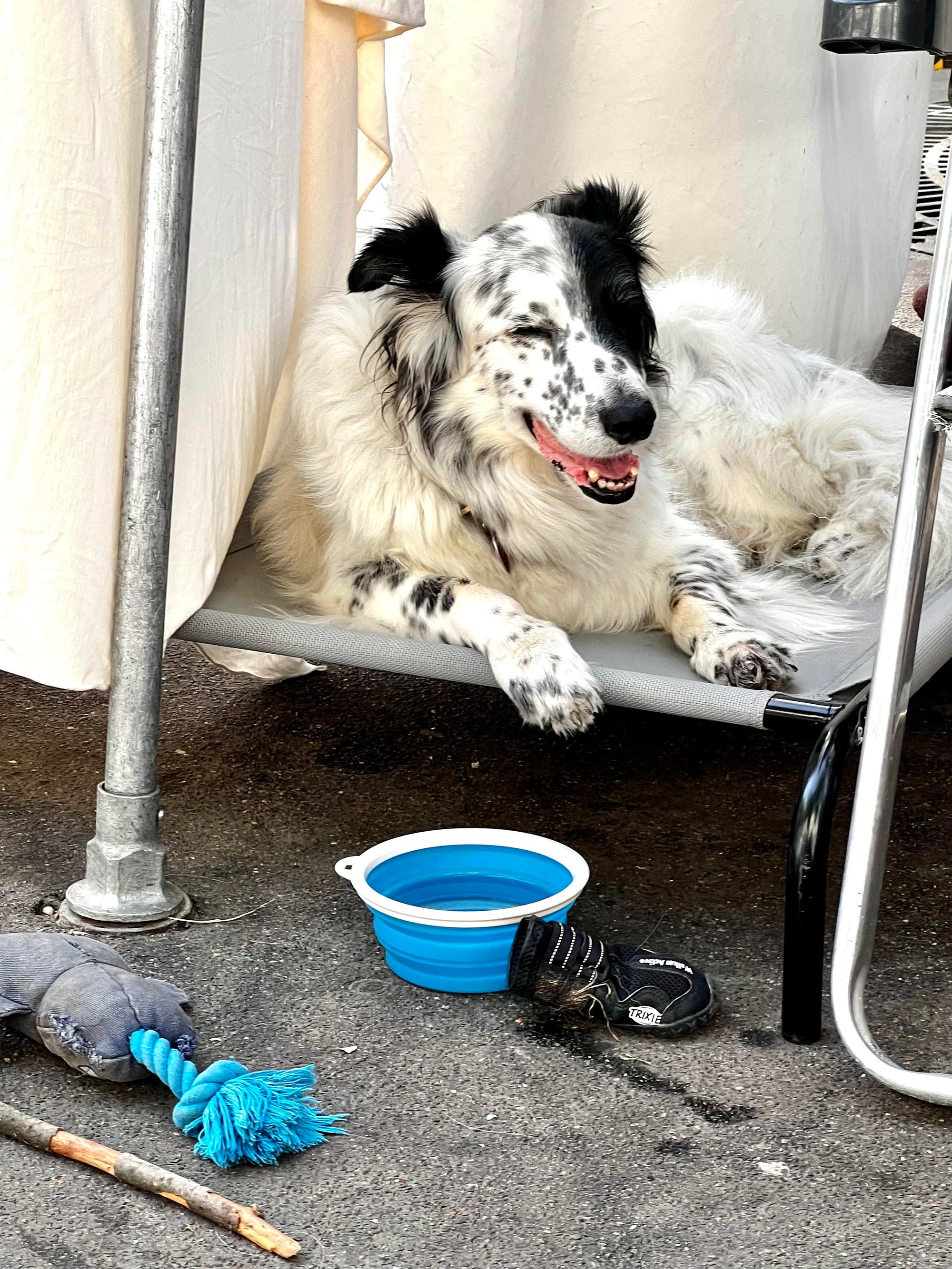 Marketplace Dog