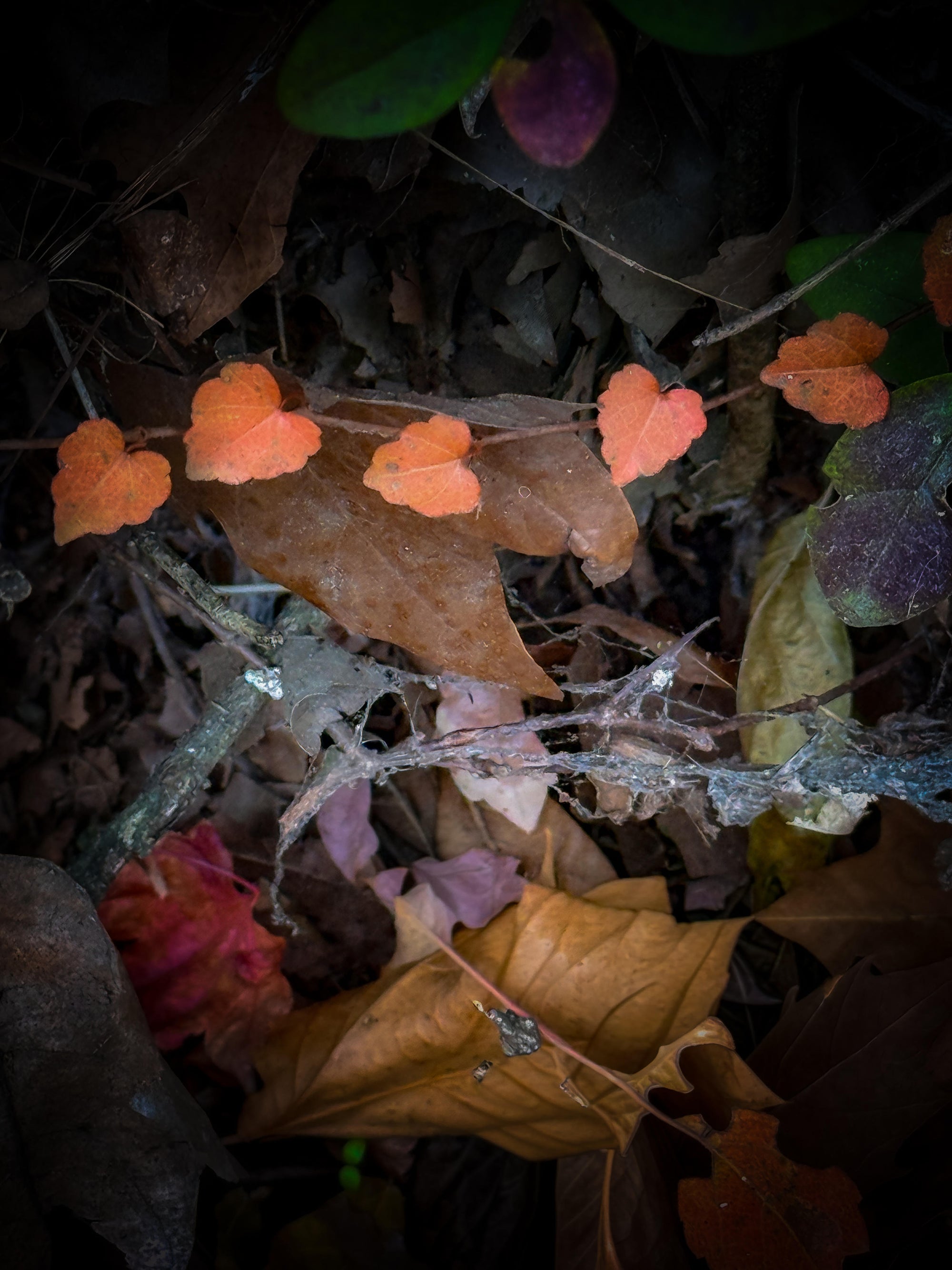 String of Hearts