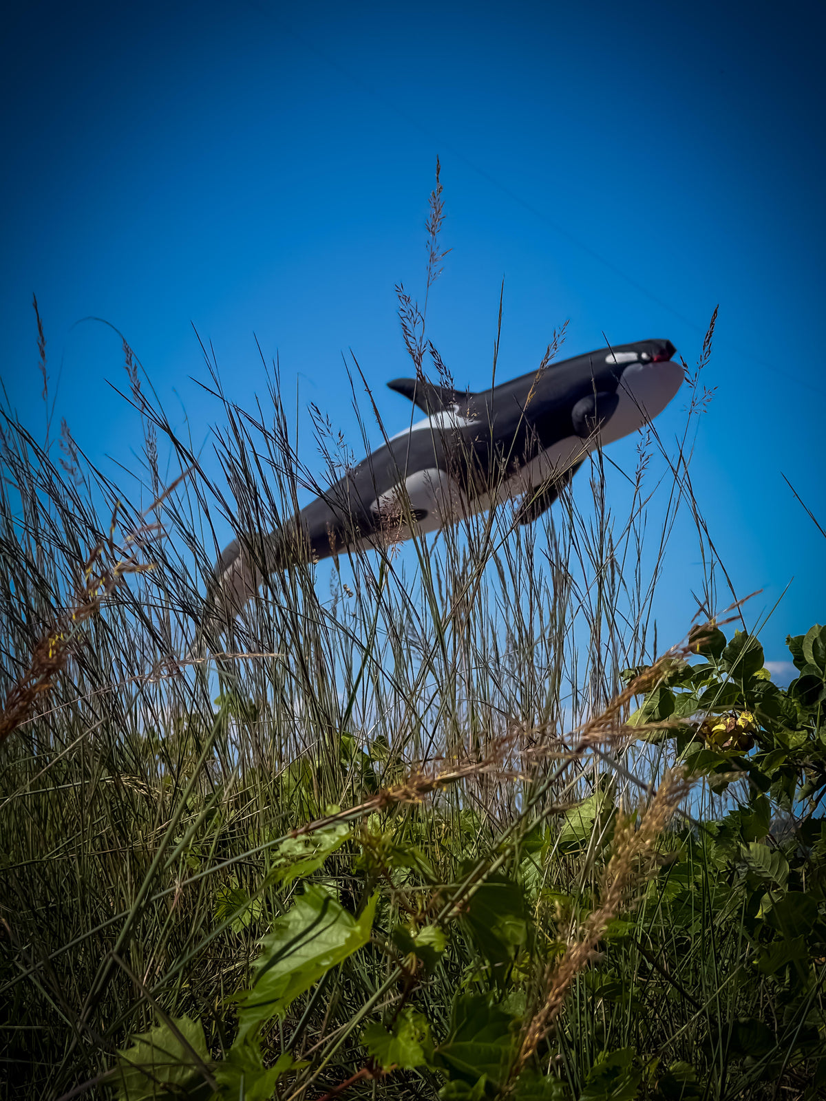Flying Whale