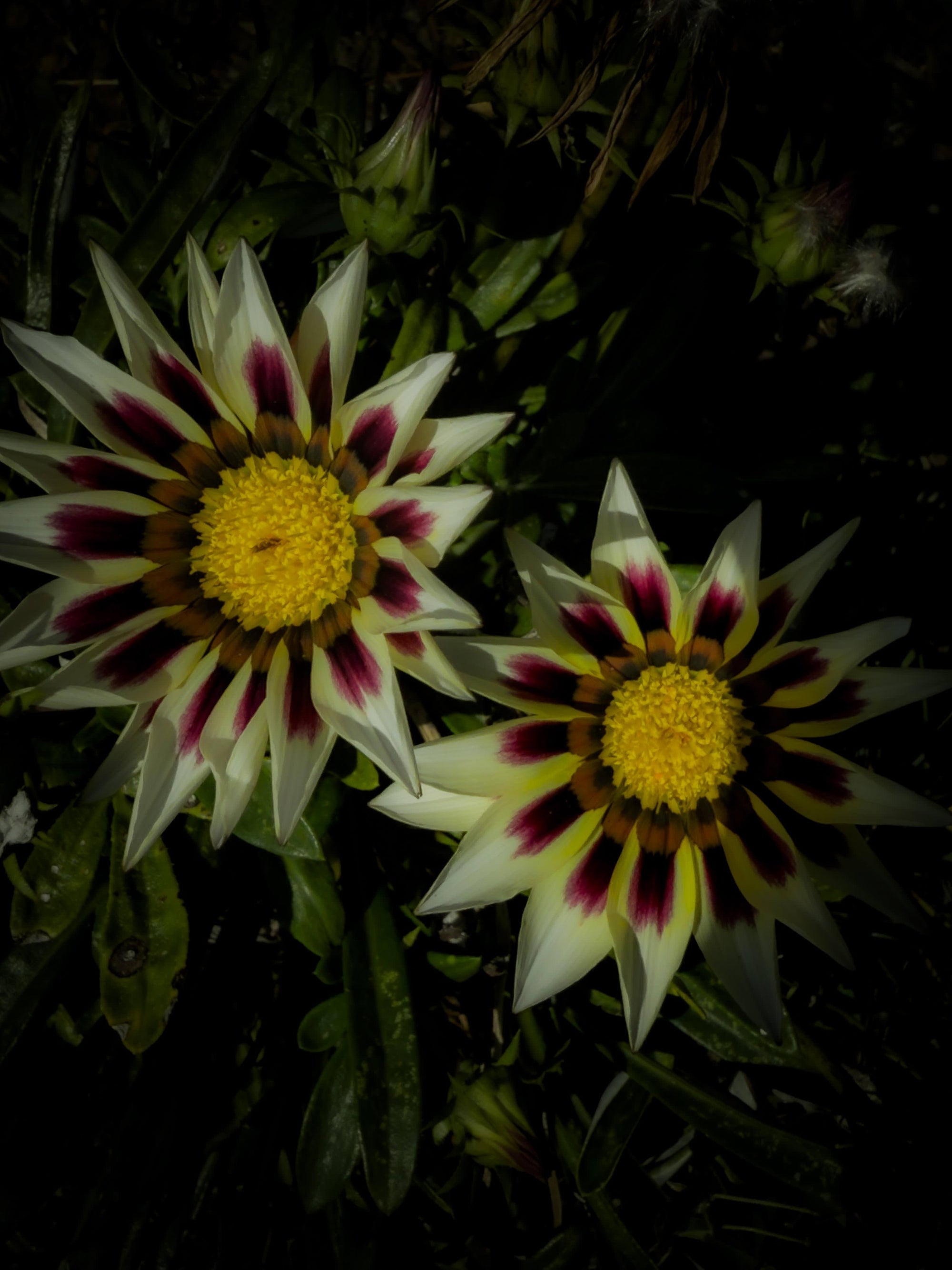 Twin Beauties