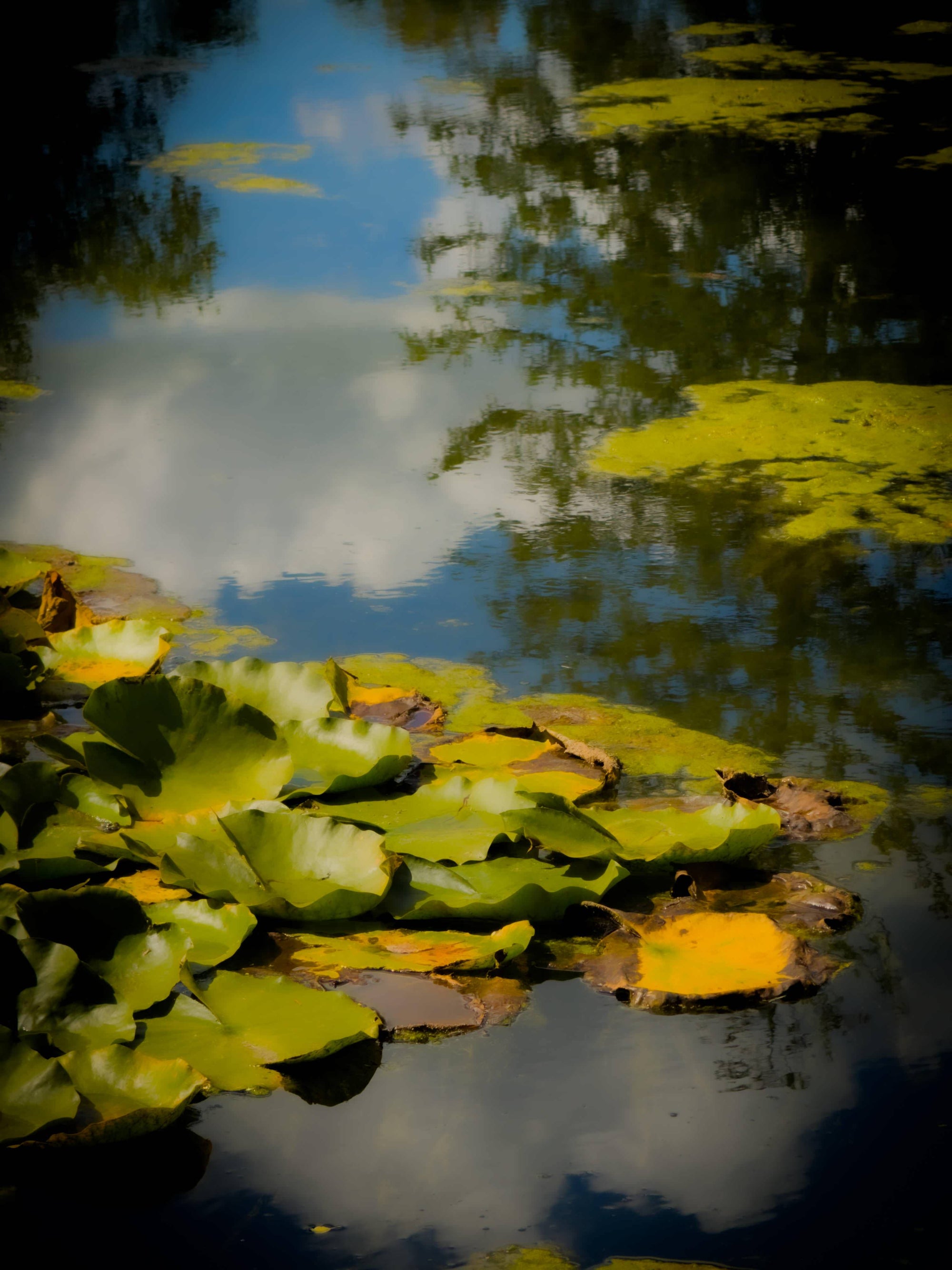 Painted Lily Pads