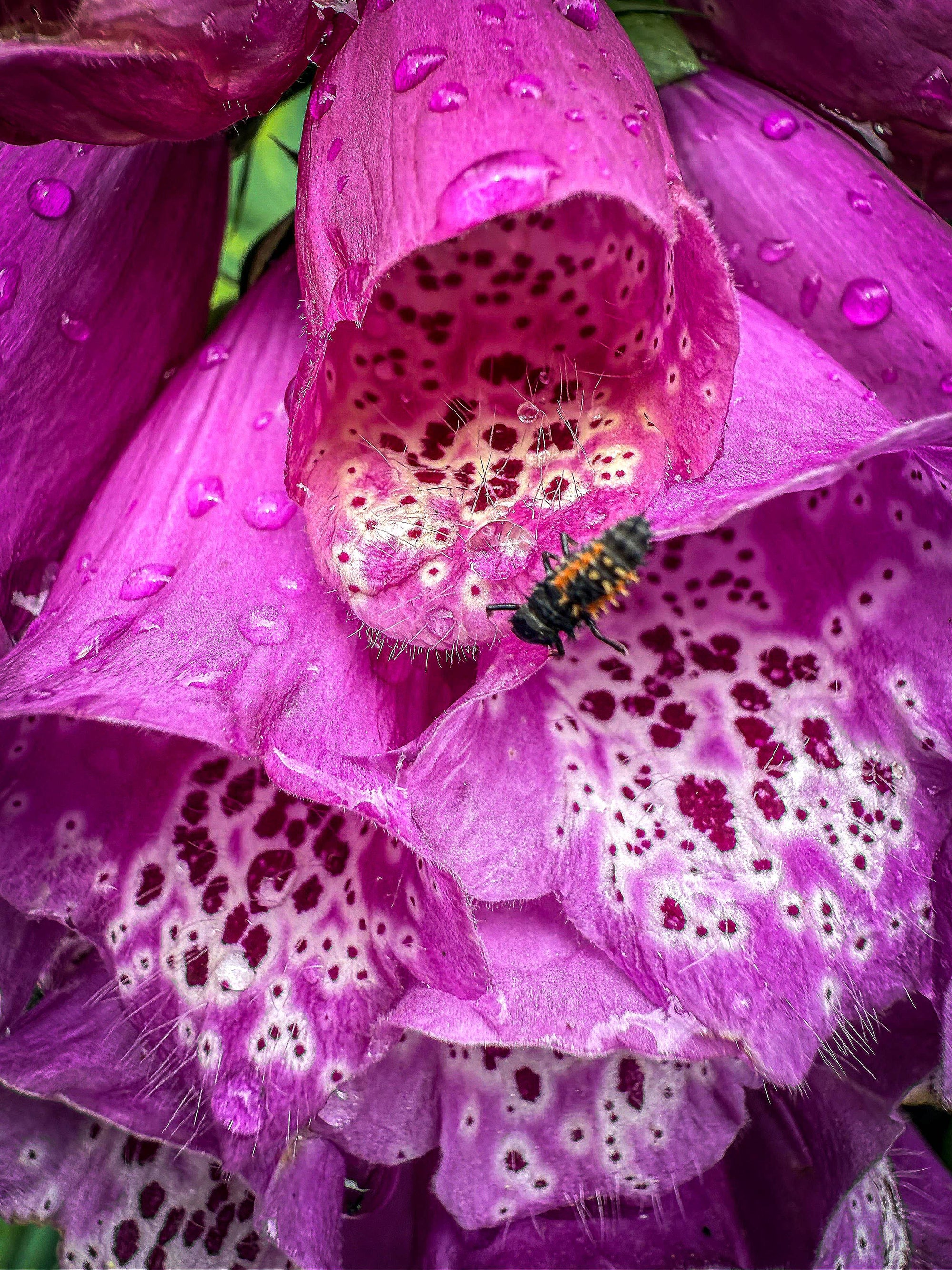 Spotted Bells