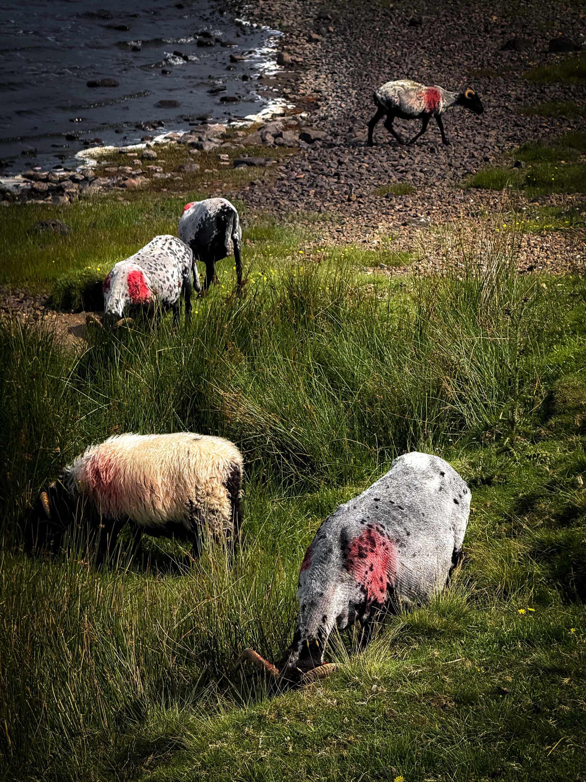 Marked Sheep